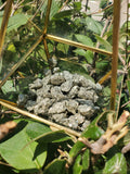 Fool's Gold Chispa Pyrite specimens from Mexico