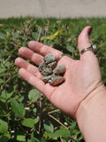 Fool's Gold Chispa Pyrite specimens from Mexico