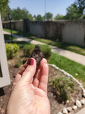 Magnetite aka Magnetic Lodestone
