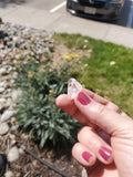 Danburite