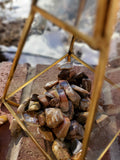 Grade AA polished Petrified Wood from Madagascar 