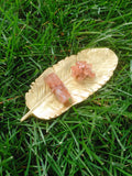 Aragonite Star Cluster